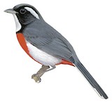 Red-breasted Chat Illustration