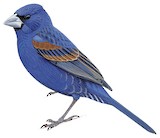 Blue Grosbeak Illustration