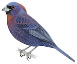 Varied Bunting Illustration