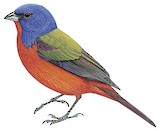 Painted Bunting Illustration