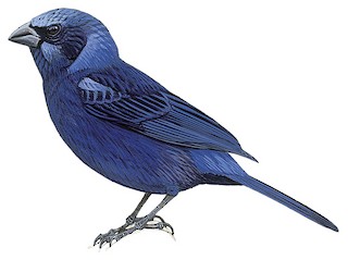 Cardinalidae - Cardinals and Allies - Birds of the World
