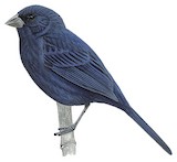 Ecuadorian Seedeater Illustration