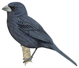 Blackish-blue Seedeater Illustration