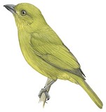 Yellow-lored Tanager Illustration