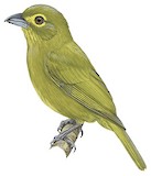 Lemon-spectacled Tanager Illustration