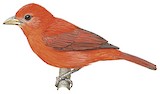 Summer Tanager Illustration