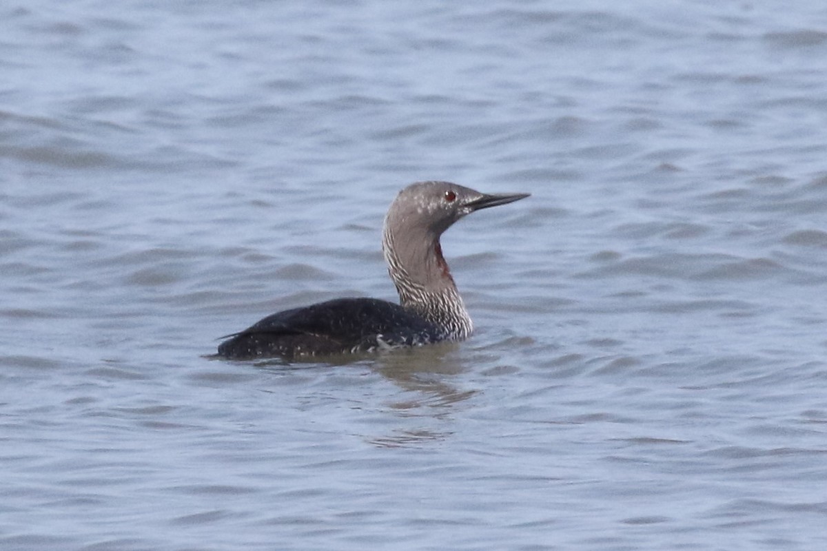 Red-throated Loon - ML153715921