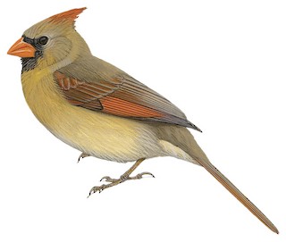 Photino Birds, Kardashev Scale Wiki