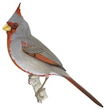 Pyrrhuloxia Illustration