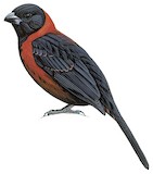 Crimson-collared Grosbeak Illustration