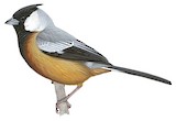 Coal-crested Finch Illustration