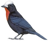 White-capped Tanager Illustration