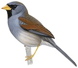 Great Inca Finch Illustration