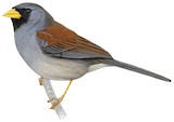 Rufous-backed Inca Finch Illustration