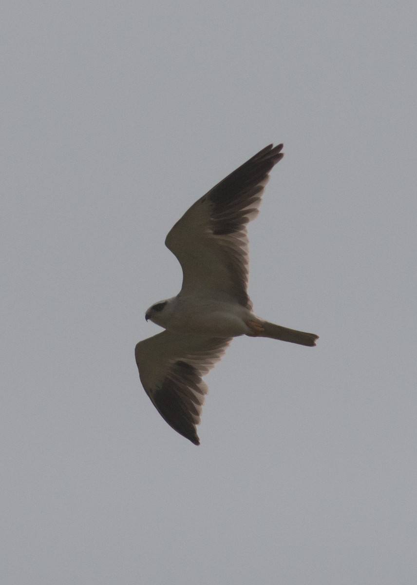 Black-winged Kite - Zaber Ansary -BirdingBD Tours