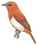 Scarlet-and-white Tanager Illustration