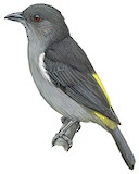 Sulphur-rumped Tanager Illustration