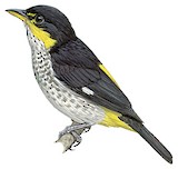 Yellow-backed Tanager Illustration