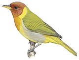 Rufous-headed Tanager Illustration