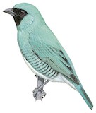 Swallow Tanager Illustration