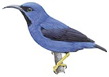 Purple Honeycreeper Illustration