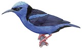 Red-legged Honeycreeper Illustration