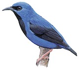 Short-billed Honeycreeper Illustration