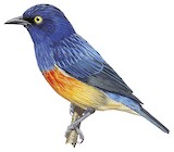 Scarlet-breasted Dacnis Illustration