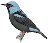 Scarlet-thighed Dacnis Illustration