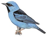 Blue Dacnis Illustration