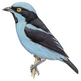 Turquoise Dacnis Illustration