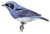 White-bellied Dacnis Illustration