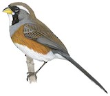 Many-colored Chaco Finch Illustration