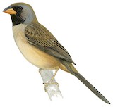 Black-throated Saltator Illustration