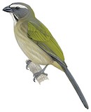 Green-winged Saltator Illustration