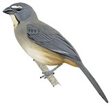 Olive-grey Saltator Illustration