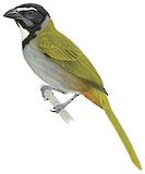 Black-headed Saltator Illustration