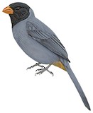 Black-cowled Saltator Illustration