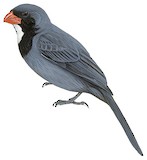 Slate-colored Grosbeak Illustration