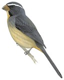 Thick-billed Saltator Illustration