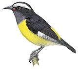 Bananaquit Illustration