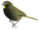 Yellow-faced Grassquit Illustration