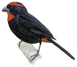 Puerto Rican Bullfinch Illustration