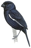 Cuban Bullfinch Illustration