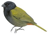 Yellow-shouldered Grassquit Illustration