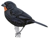 Lesser Antillean Bullfinch Illustration