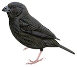 St. Lucia Black Finch Illustration