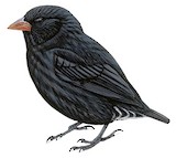 Sharp-beaked Ground Finch Illustration