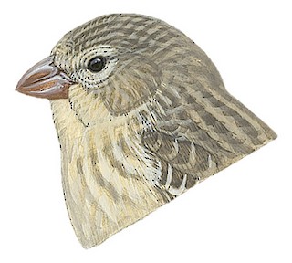 Camarhynchus psittacula affinis