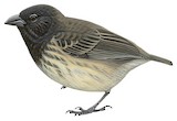 Mangrove Finch Illustration